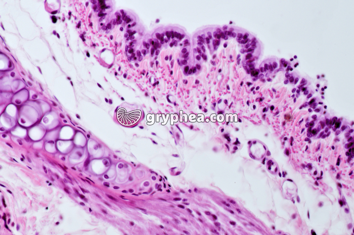 Trachée Rat x100 - gryphea.com